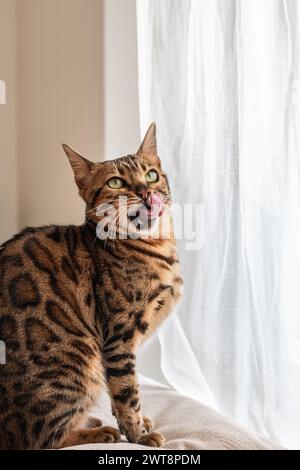 Un maestoso gatto del Bengala lecca le labbra da una tenda morbida, incarnando l'essenza della raffinatezza e del gusto felino, del lusso e del prodotto di alta qualità per animali domestici Foto Stock