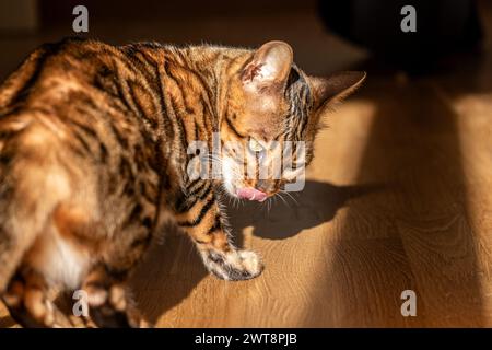 Il sontuoso gatto del Bengala lecca la zampa con grazia, crogiolandosi alla luce calda del sole sul legno lucido, un'immagine di lusso felino e cura, prodotti esclusivi per animali domestici Foto Stock