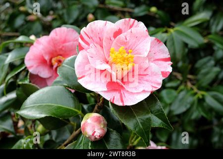 ÔLady VansittartÕ di Camellia japonica variegata a righe rossa e bianca in fiore. Foto Stock