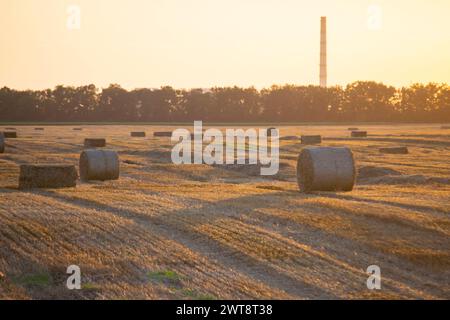 Balle quadrate rotonde di paglia di grano secco pressata sul campo dopo la raccolta. La sera di sole d'estate, l'alba del tramonto. Balle da campo di frumento pressato. Lavori di raccolta industriale agro-agro. Agricoltura paesaggio agricolo Foto Stock