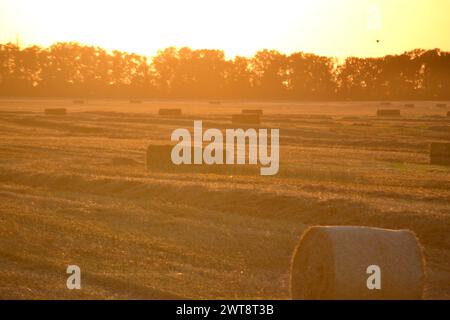 Balle quadrate rotonde di paglia di grano secco pressata sul campo dopo la raccolta. La sera di sole d'estate, l'alba del tramonto. Balle da campo di frumento pressato. Lavori di raccolta industriale agro-agro. Agricoltura paesaggio agricolo Foto Stock