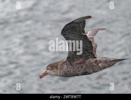 Petrel Southern Giant (Macronectes giganteus), Right Whale Bay, Georgia del Sud, gennaio 2024 Foto Stock