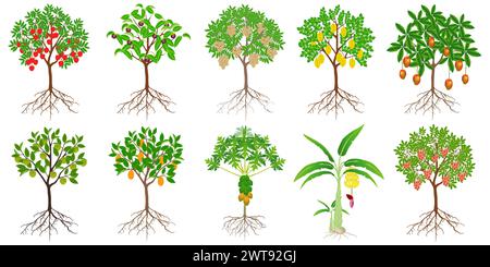 Set di alberi esotici con frutti su sfondo bianco. Illustrazione Vettoriale