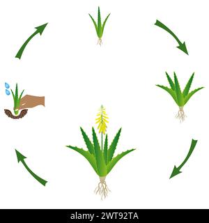 Ciclo di vita di una pianta di aloe vera su sfondo bianco. Illustrazione Vettoriale