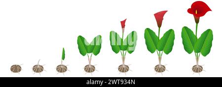 Ciclo di crescita dei gigli di calla da un tubero su sfondo bianco. Illustrazione Vettoriale