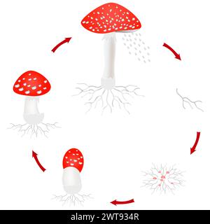 Ciclo di crescita dei funghi Amanita isolato su sfondo bianco. Illustrazione Vettoriale