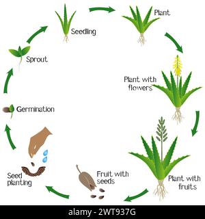 Ciclo di crescita di una pianta di aloe vera su sfondo bianco. Illustrazione Vettoriale