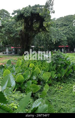 081 taro gigante - Alocasia macrorrhizos- piante che crescono nell'isola di Isla Josefina nel Parco del fiume Almendares. L'Avana-Cuba. Foto Stock