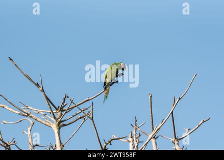 Dar da mangiare al Macaw fronteggiato con castagno (Ara severus) arroccato su un albero a Rio Claro, Colombia Foto Stock