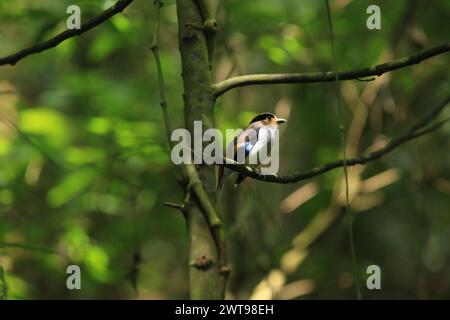 Broadbill con petto d'argento (Serilophus lunatus), che mostra il profilo anteriore, in piedi su un ramo in natura della Thailandia Foto Stock