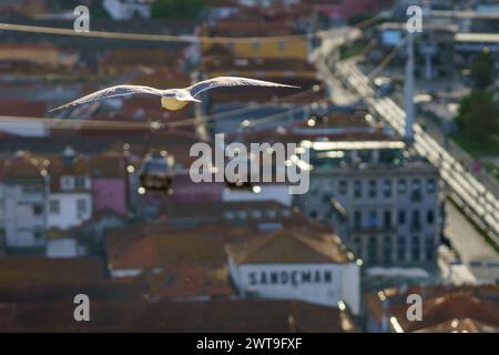 Larus michahellis famiglia Laridae genere Larus Gabbiano dalle gambe gialle fotografia di uccelli selvatici, foto, carta da parati a Porto, Portogallo Foto Stock