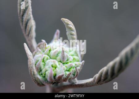 Viburnum lantana, Wayfaring Tree, bocciolo di aprile in cima alle riprese all'inizio della primavera. Foto Stock