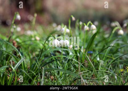 Fiocco di neve primaverile (Leucojum vernum), in fiore. Foto Stock