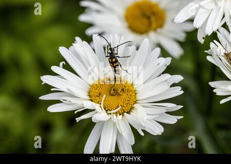 Plagionotus arcuatus, scarabeo a righe e lungo primo piano su fiore di camomilla Foto Stock