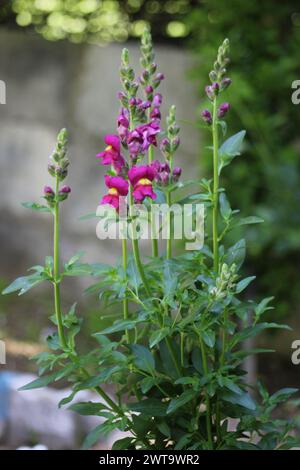 L'Antirrhinum è un genere di piante comunemente note come fiori di drago Foto Stock