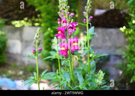 L'Antirrhinum è un genere di piante comunemente note come fiori di drago Foto Stock