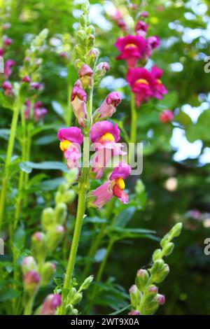 L'Antirrhinum è un genere di piante comunemente note come fiori di drago Foto Stock