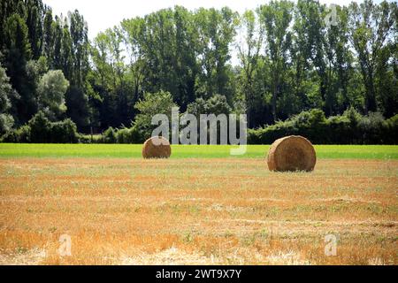 Due balle di fieno sullo sfondo naturale perfetto di tre diversi strati di vegetazione: Umbria, Italia Foto Stock