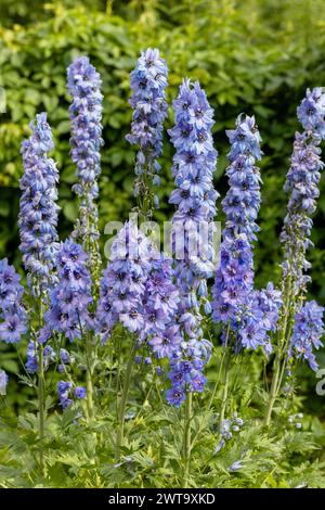 Il blu Delphinium cresce nel giardino. Collezione di delphinium a fiore blu doppio Foto Stock