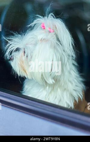 Ritratto chiuso di un piccione maltese con arco rosa. Foto Stock