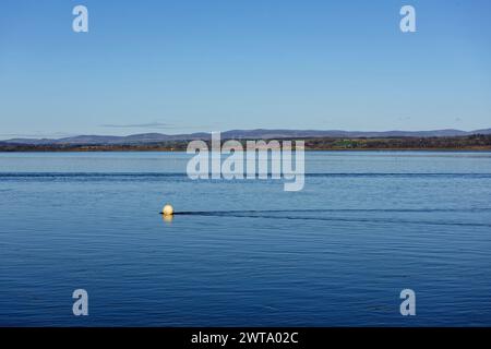 Una boa di ormeggio gialla sbiadita spinta dalle forti correnti del flusso di marea all'interno del bacino di Montrose in una luminosa mattina di marzo. Foto Stock