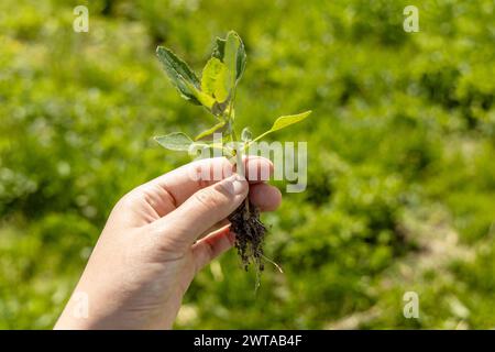 Una mano tiene una giovane pianta di piante infestanti del cigno. Patula Atriplex Foto Stock