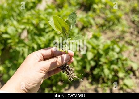 Una mano tiene una giovane pianta di piante infestanti del cigno. Patula Atriplex Foto Stock