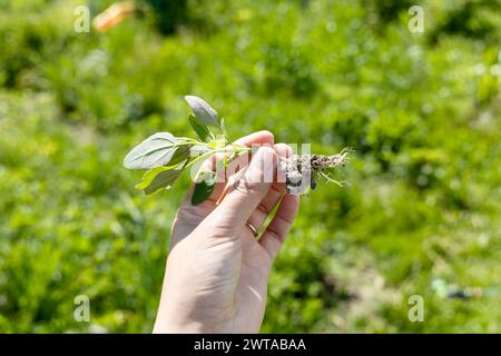 Una mano tiene una giovane pianta di piante infestanti del cigno. Patula Atriplex Foto Stock