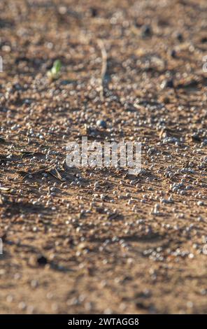 Terreno ricoperto di fertilizzante granulato. Messa a fuoco selettiva Foto Stock