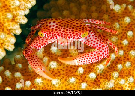 Granchio antiruggine o granchio corallino duro o granchio corallino maculato rosso, Trapezia rufopunctata. Vive su coralli duri del genere Stylophora e Pocillopora Foto Stock