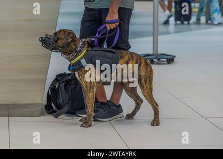 Vista ravvicinata di un cane di servizio al guinzaglio, con imbracatura e museruola, vicino al proprietario al banco. Curacao. Foto Stock