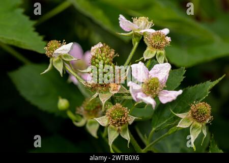 Fiori di piante di mora e frutta che crescono in giardino. Concetto di giardinaggio, orticoltura e agricoltura Foto Stock