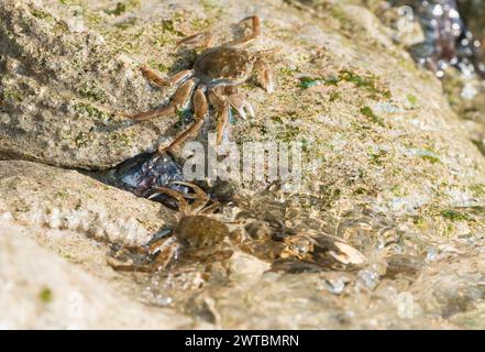 Diversi granchi mitti cinesi (Eriocheir sinensis), specie invasive, neozoon, granchi, novellame si spostano accanto e nell'acqua lucida dell'Elba e così via Foto Stock