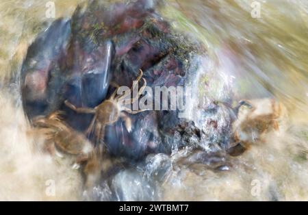 Diversi granchi mitti cinesi (Eriocheir sinensis), specie invasive, neozoon, granchi, novellame, aggrappati a una roccia sulla loro migrazione a monte Foto Stock