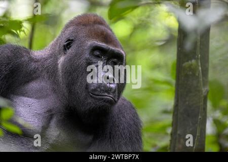 Gorilla di pianura occidentale (Gorilla gorilla gorilla) a occhi chiusi, maschio, silverback, Bai-Hokou, Parco nazionale Dzanga-Ndoki, patrimonio mondiale dell'UNESCO Foto Stock