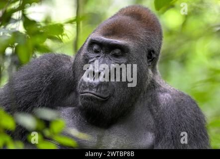 Gorilla di pianura occidentale (Gorilla gorilla gorilla) a occhi chiusi, maschio, silverback, Bai-Hokou, Parco nazionale Dzanga-Ndoki, patrimonio mondiale dell'UNESCO Foto Stock