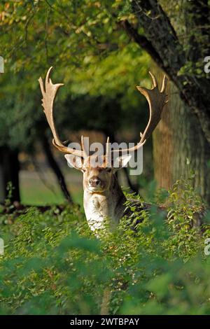 Il cervo a riposo (Dama dama), Un cervo con imponenti corna, guarda attraverso gli alberi in una radura boschiva inondata di luce, Haltern, Renania settentrionale-Vestfalia Foto Stock