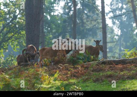 Muflon (Ovis aries musimon), Un gruppo di mufloni che riposano nella foresta inondata di luce, Haltern, Renania settentrionale-Vestfalia, Germania, in cattività Foto Stock