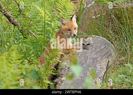 Volpe rossa (Vulpes vulpes), Un cucciolo di volpe giace su un tronco di albero nella foresta Foto Stock