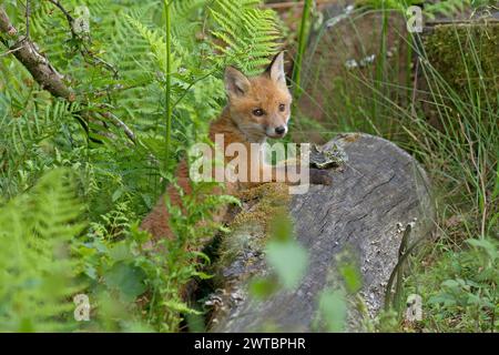 Volpe rossa (Vulpes vulpes), Un cucciolo di volpe si nasconde su un tronco di albero in una foresta verde Foto Stock