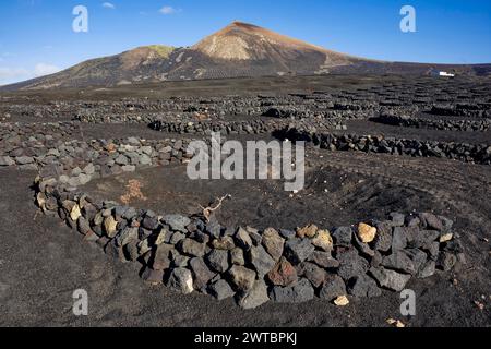 Viticoltura tipica con metodo di allevamento a secco, la Geria, Lanzarote, Isole Canarie, Isole Canarie, Spagna Foto Stock