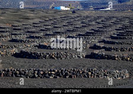 Viticoltura tipica con metodo di allevamento a secco, la Geria, Lanzarote, Isole Canarie, Isole Canarie, Spagna Foto Stock