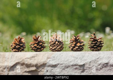 Cinque coni su un muro, Renania settentrionale-Vestfalia, Germania Foto Stock