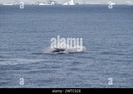 Megattere di balena (Megaptera novaeangliae), breccia, Anvers Island, Antarctic Peninsular, gennaio 2024 Foto Stock