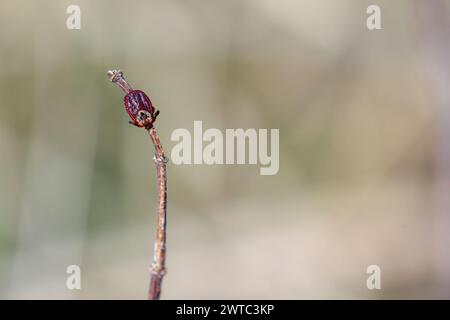 Spuntare in cima alle piante rivelate per passare gli ospiti, gli animali o gli esseri umani. All'inizio della primavera. Foto Stock