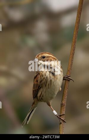 Un Common Reed Bunting seduto su un ramo, guardando lateralmente Foto Stock