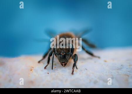 Ape appoggiata sul bordo di una piscina con la testa a fuoco e il corpo fuori fuoco, sullo sfondo della piscina. Concetto di natura, fauna selvatica, impollinazione, riposo Foto Stock