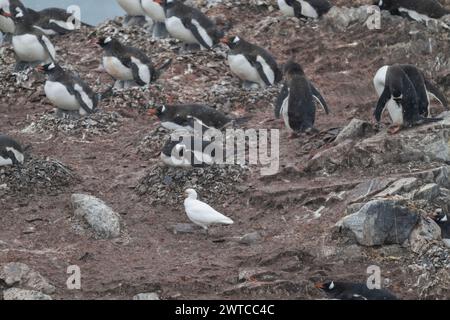 Sheathbill Snowy (Chionis albus), tra i pinguini di Gentoo, Danco Island, Antartico peninsulare, gennaio 2024 Foto Stock