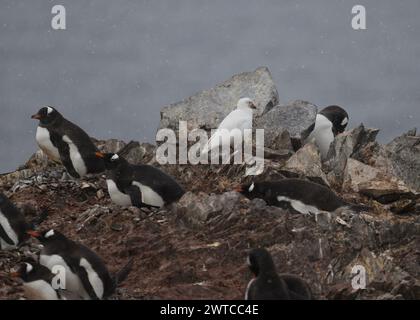 Sheathbill Snowy (Chionis albus), tra i pinguini di Gentoo, Danco Island, Antartico peninsulare, gennaio 2024 Foto Stock