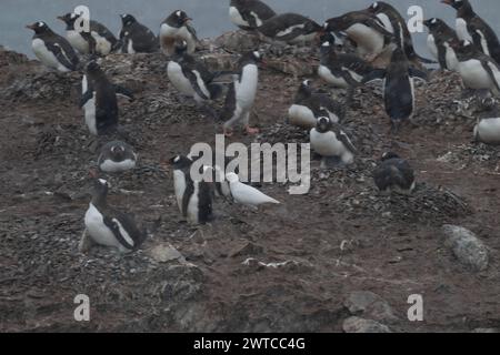 Sheathbill Snowy (Chionis albus), tra i pinguini di Gentoo, Danco Island, Antartico peninsulare, gennaio 2024 Foto Stock